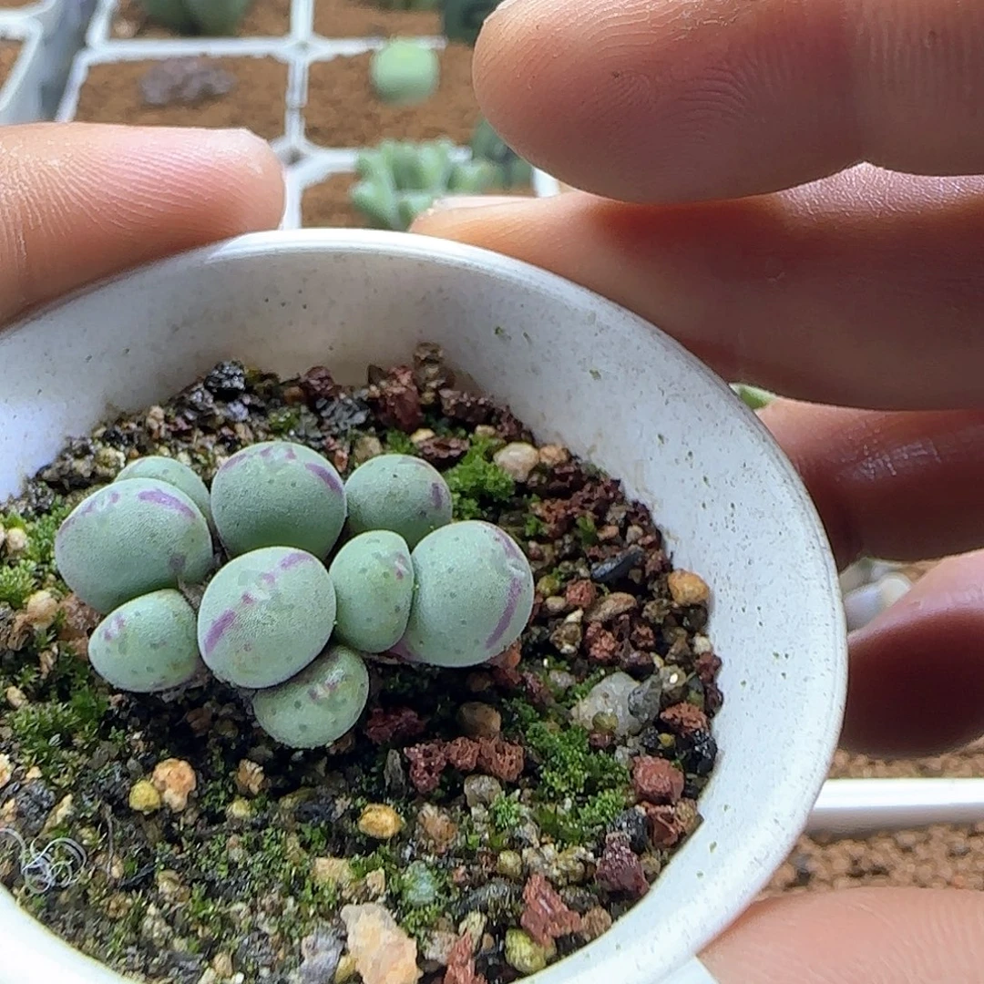 回***忆哈哈哈哈哈哈哈哈55001