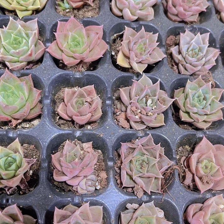 精品一单两颗血斑无名氏