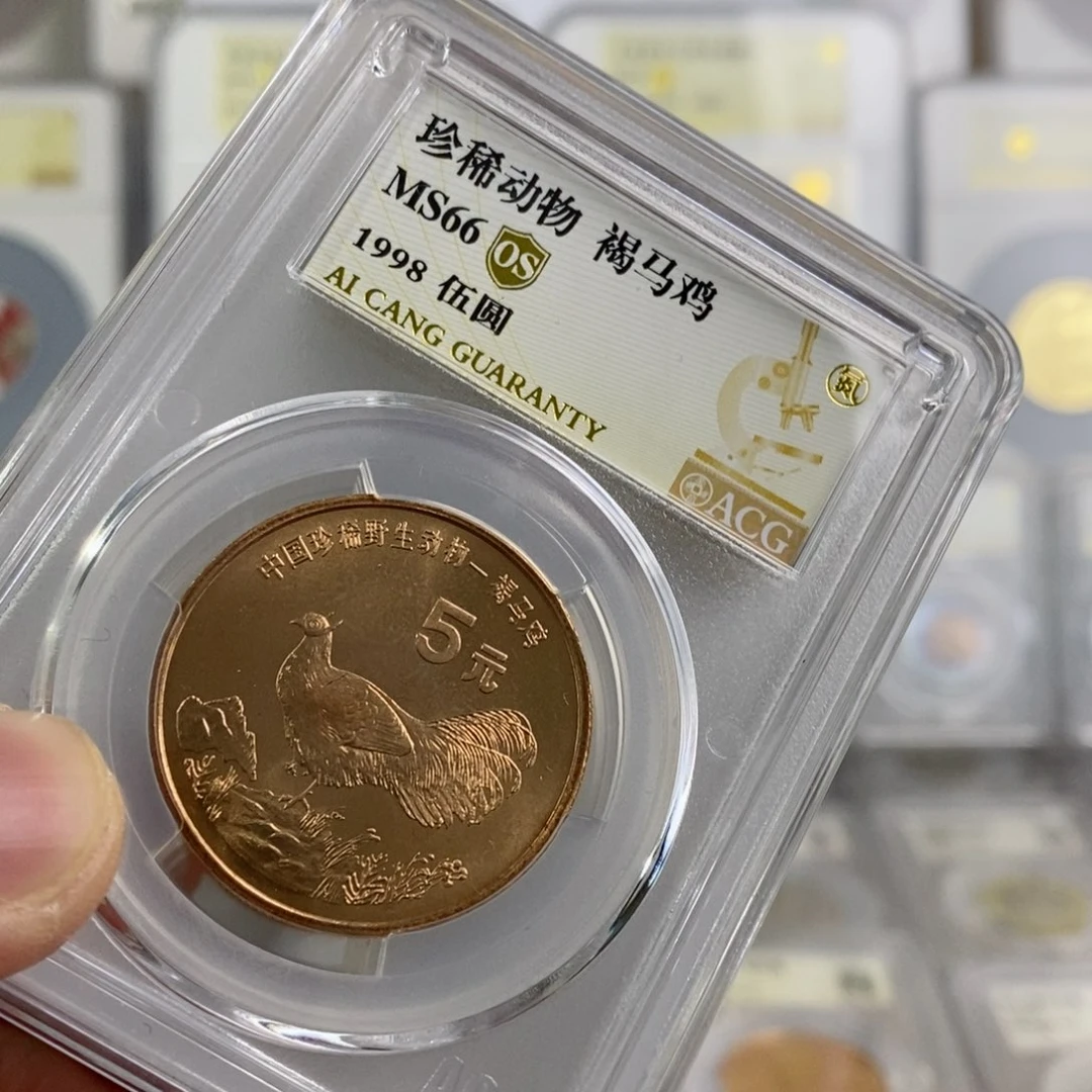 铜褐马鸡66os 。。。。。。。。。。。。