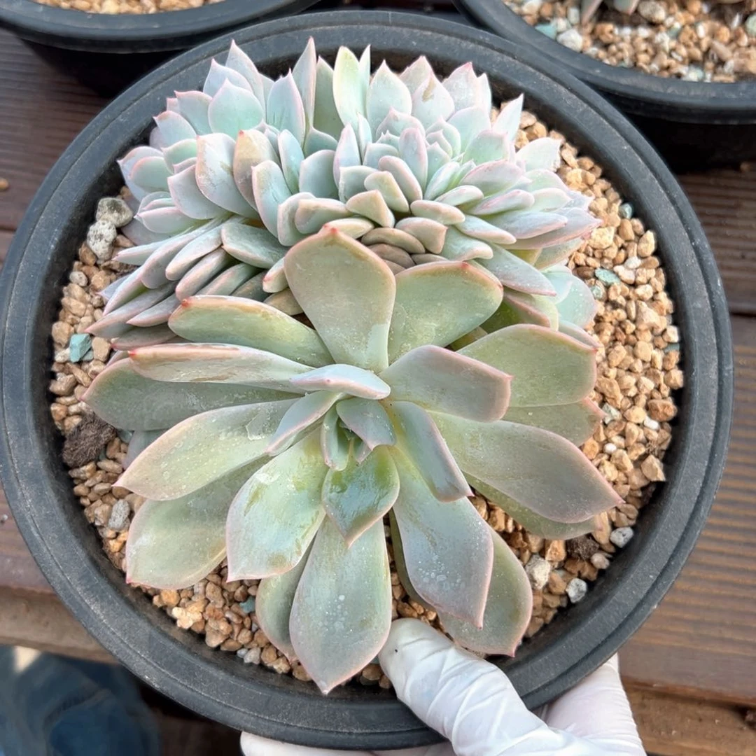 无花朵提拉米苏缀化11111111111