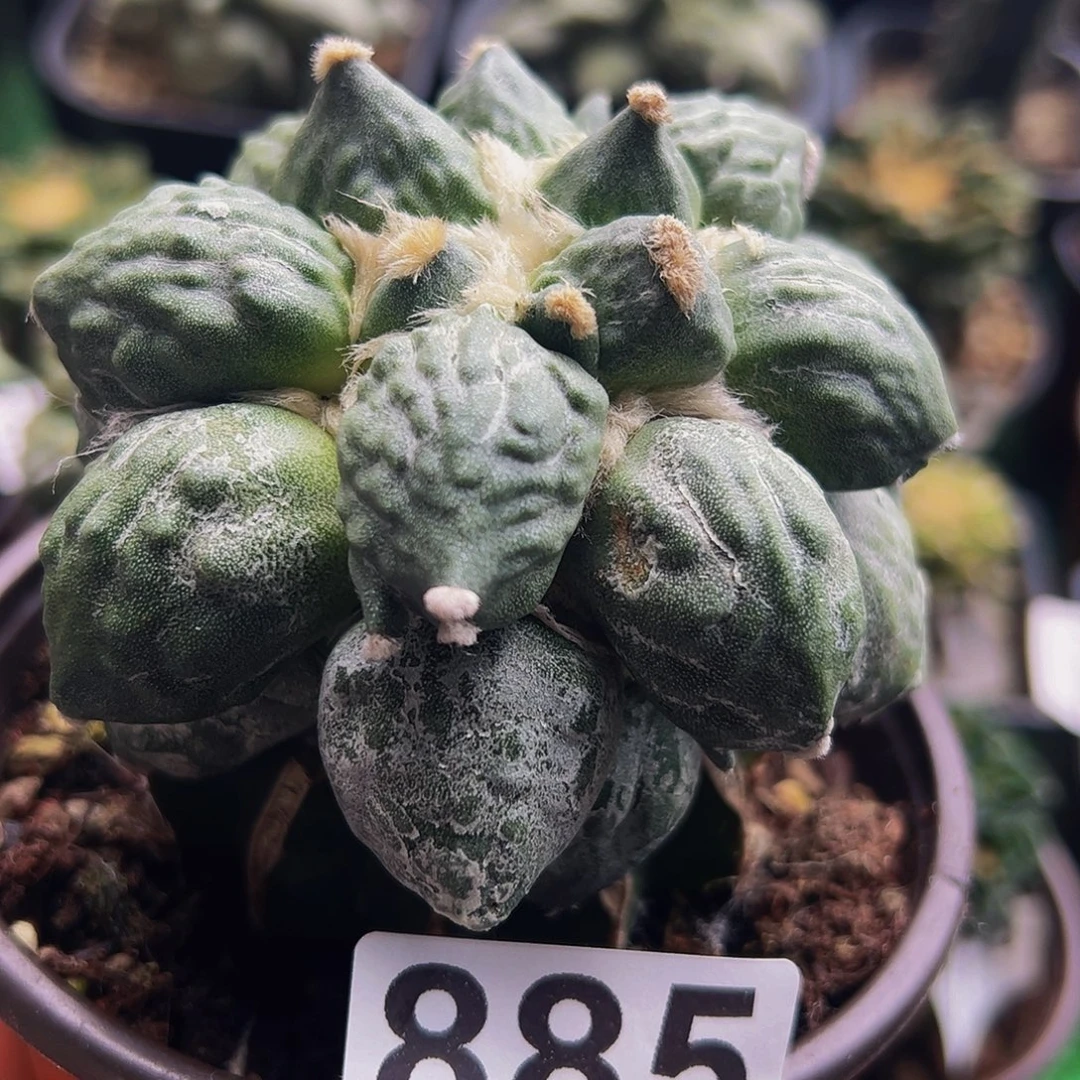 无花朵福利葡萄尤蛋尤牡丹885