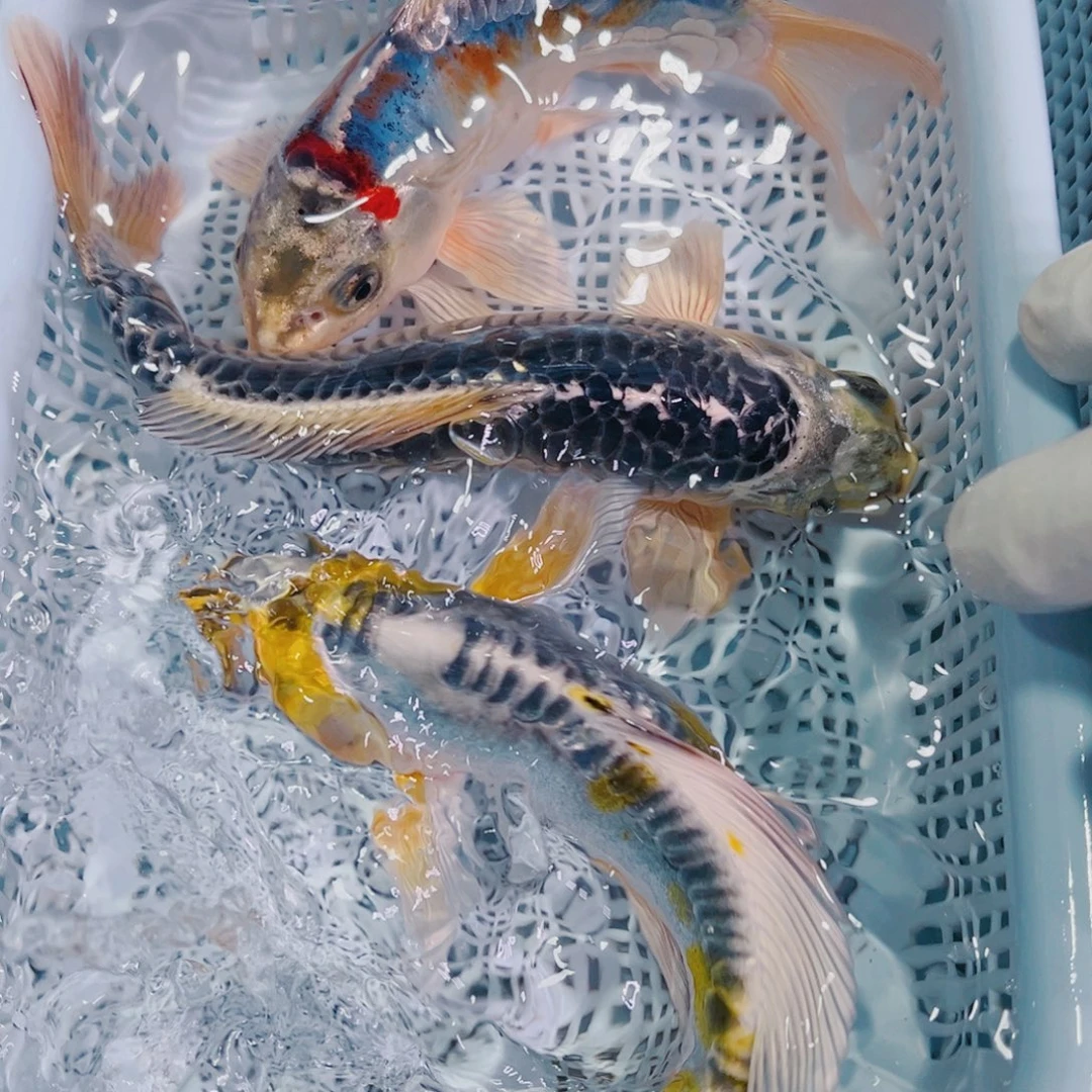 锦鲤锦鲤冷水鱼观赏105