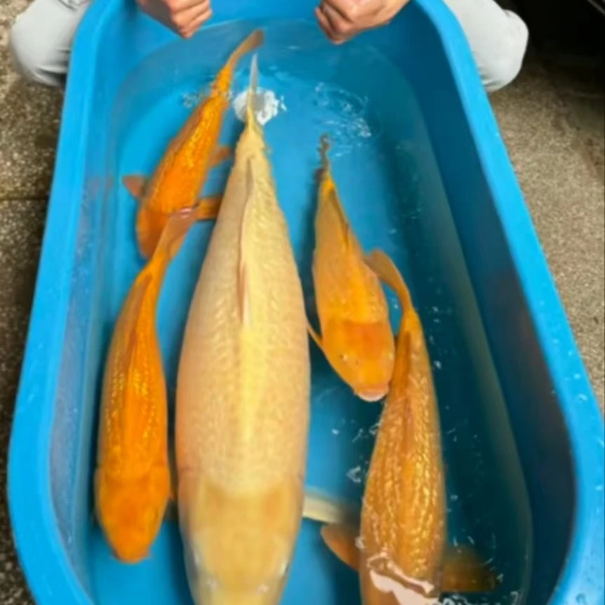 锦鲤直播间一物一拍，完美主义绕道