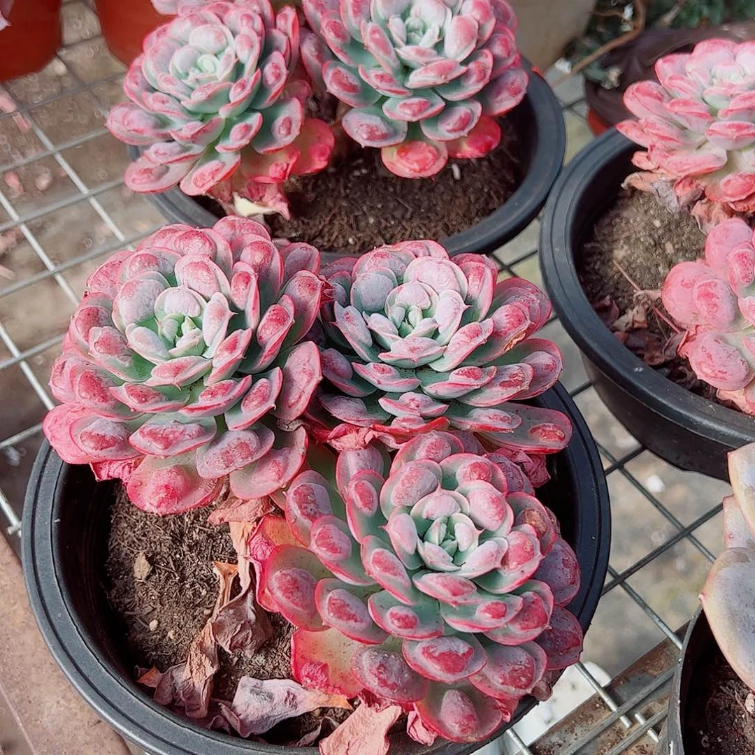 雨滴多头群生精品特价