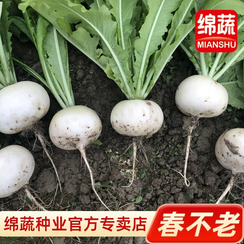 绵蔬圆根白萝卜味甜多汁，耐寒春季抽苔晚，不易空心萝卜种子