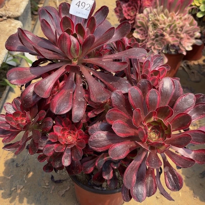 香奈儿多肉处理不包断头4920