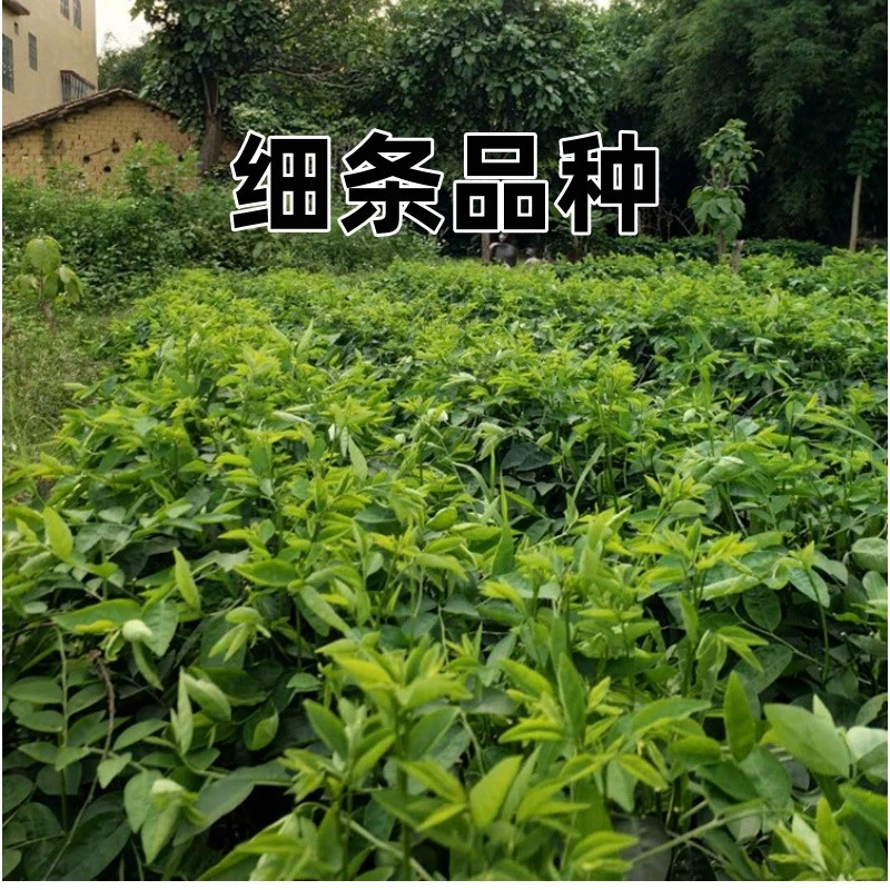 东仿甄选5斤现摘树菜树仔菜天绿香新鲜蔬菜青菜五指山野菜潮汕菜