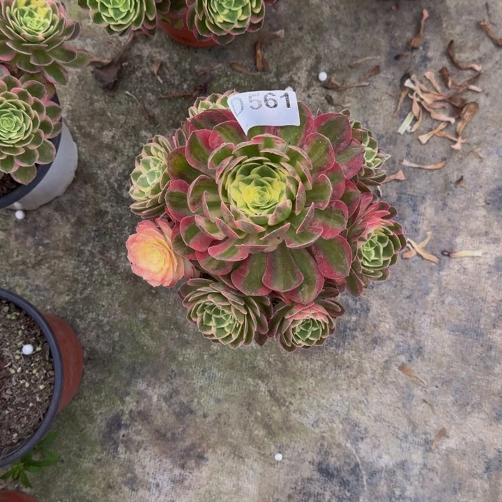 0000000000000000561海仙