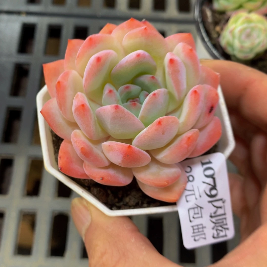 精控多肉植物1079