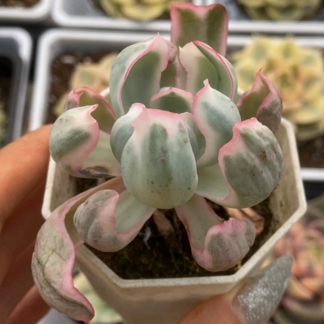 079伯克利锦锦锦锦锦