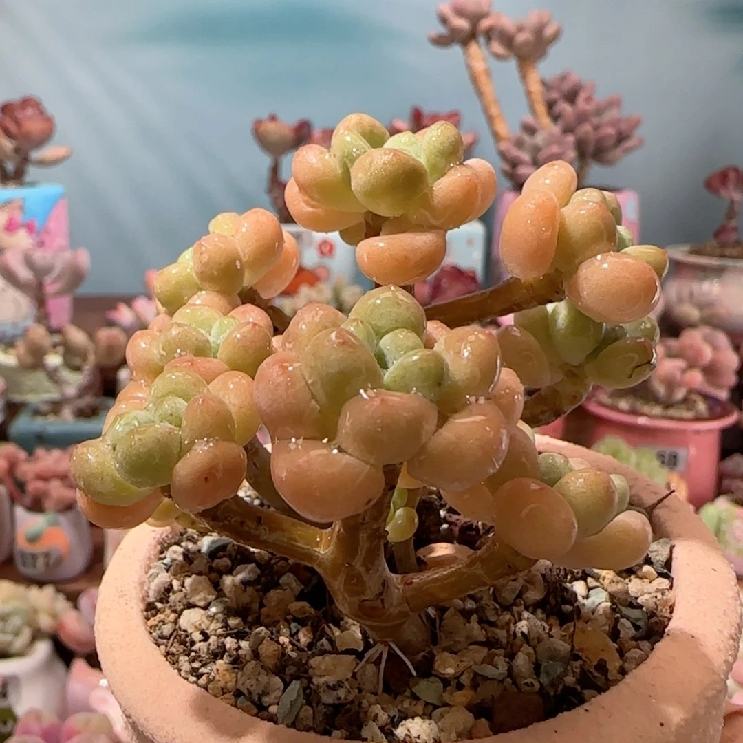 丸叶鱼子酱 盆口6cm