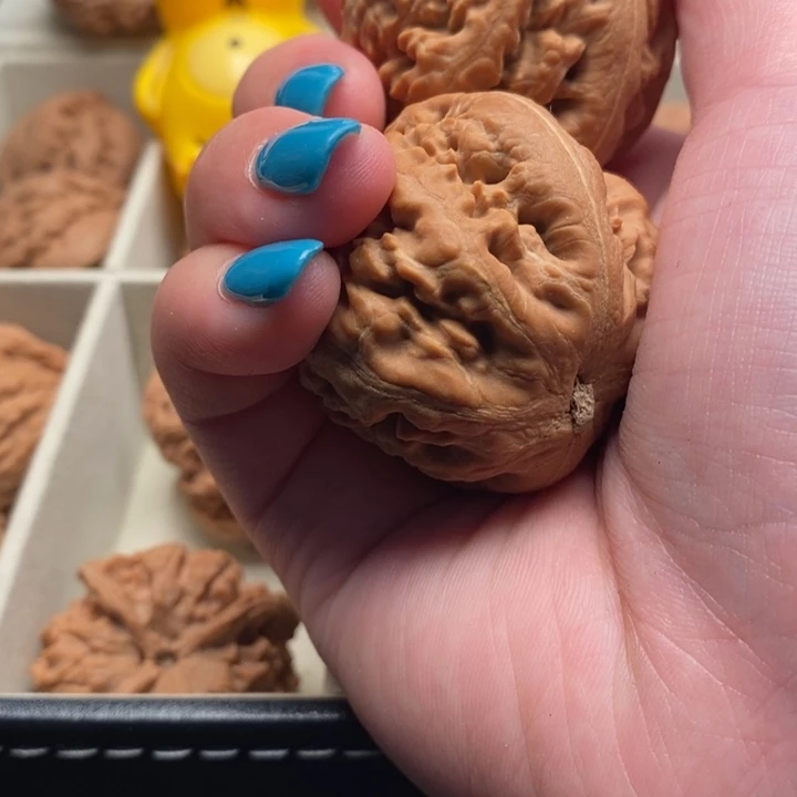 老***猫霸王龙全品无修一刀没动