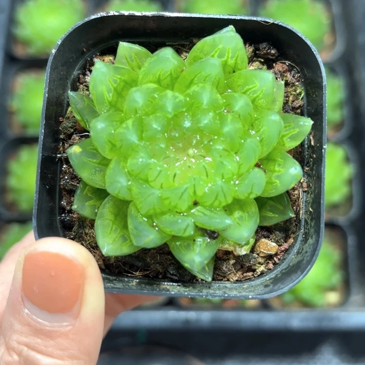 蝉翼玉露多肉植物