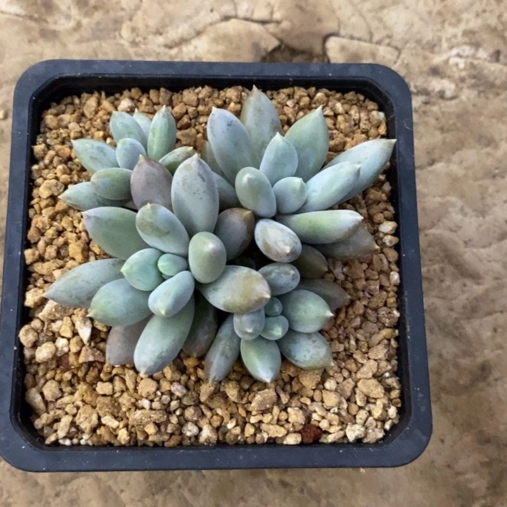 雨***石哥特好看8885855888