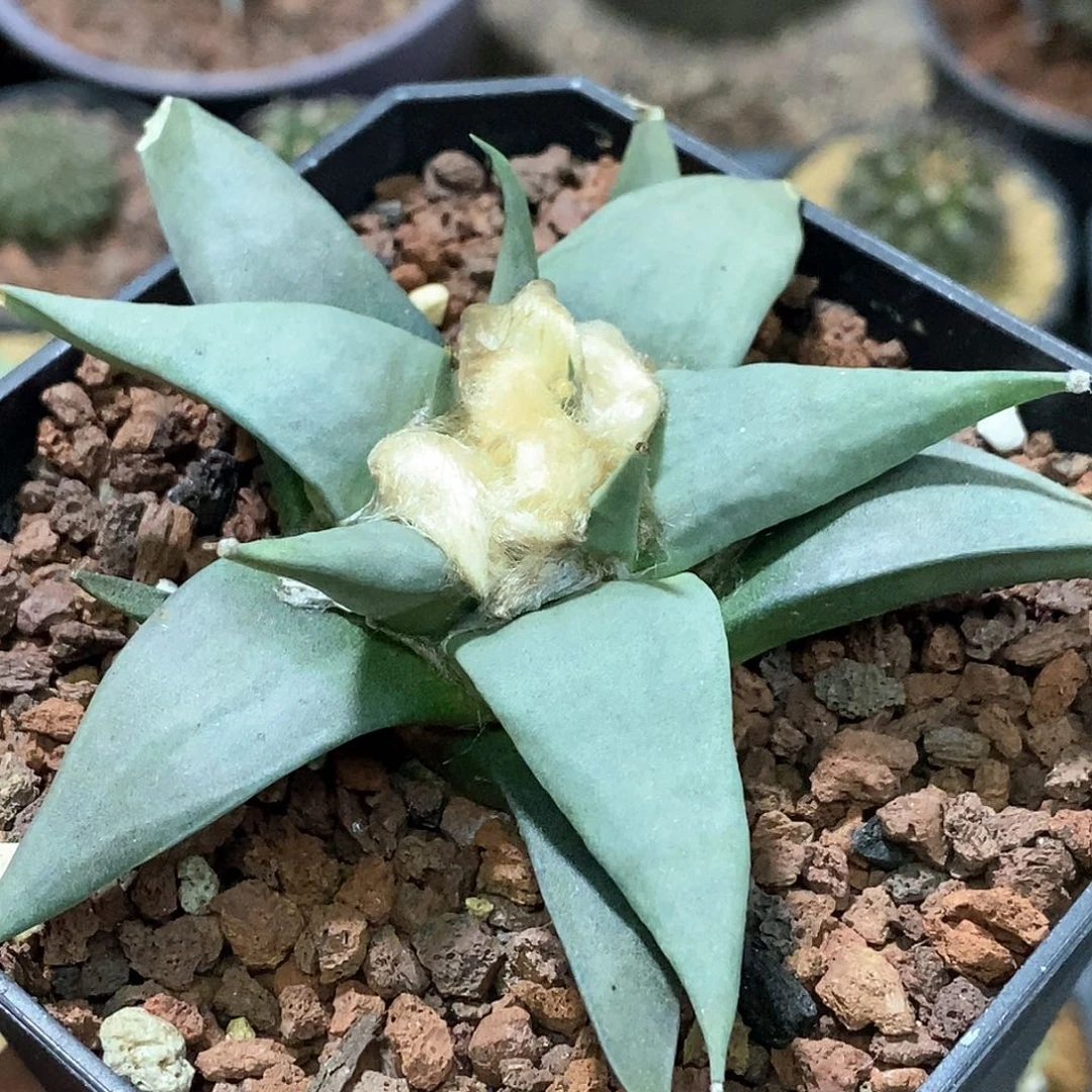 孤品实生特选株赤花龙牙牡丹10cm+