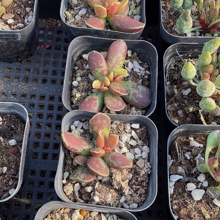 紫库博带盆土发货