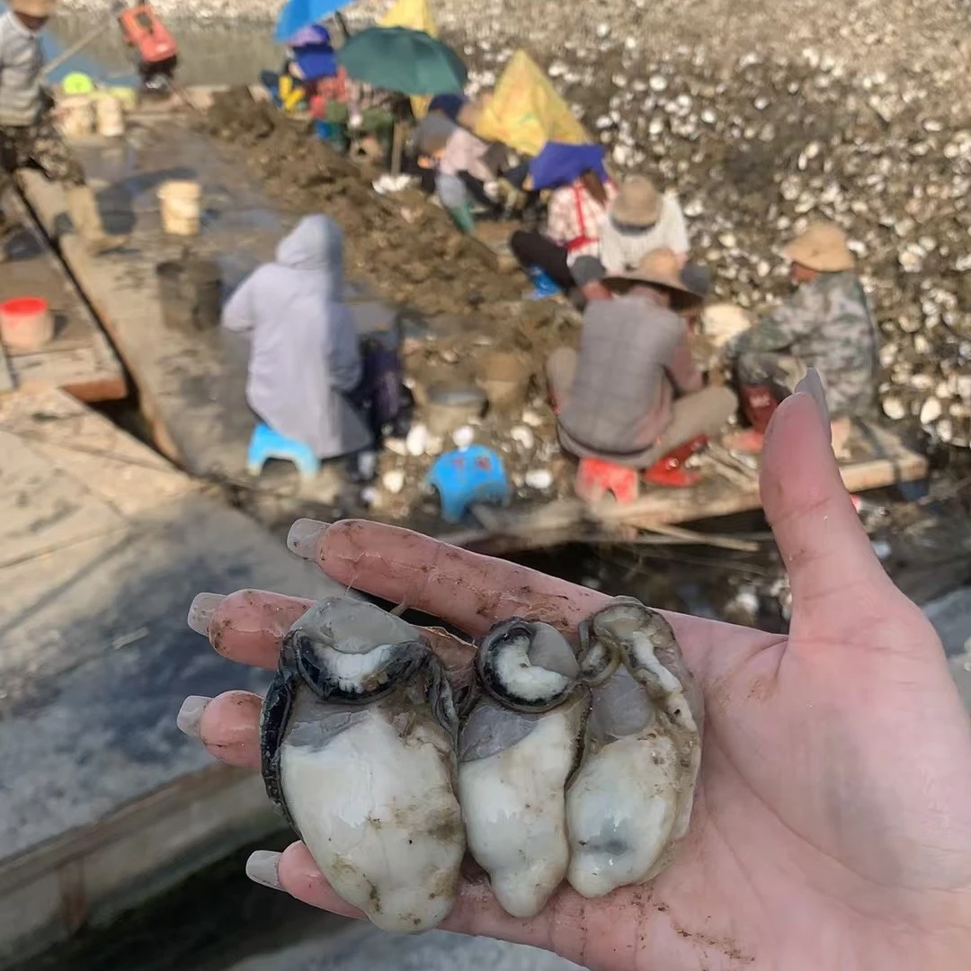 【阳江生蚝】  海生蚝 白蚝肉   生蚝肉  脆蚝肉 海底牛奶 火锅