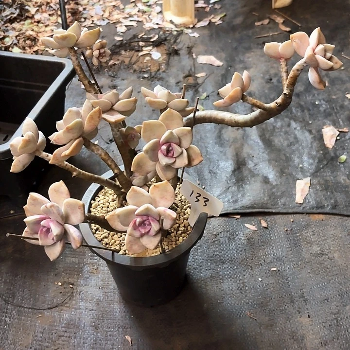 多肉植物，紫乐133号