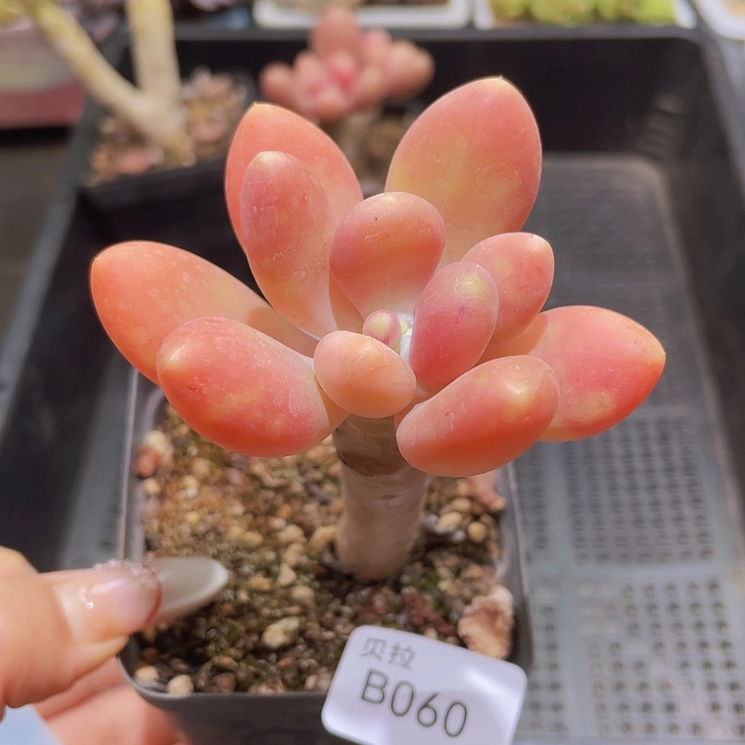 b60 精品多肉一物一拍