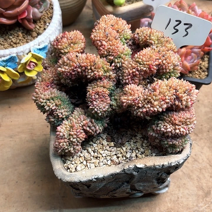 多肉植物，白胖子缀133号