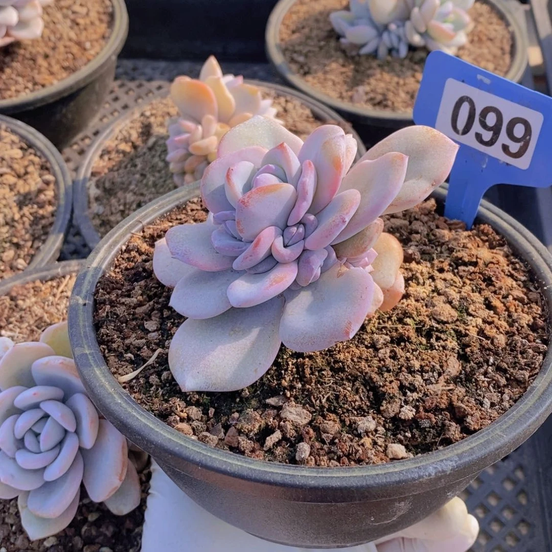 米*~099多肉植物1颗