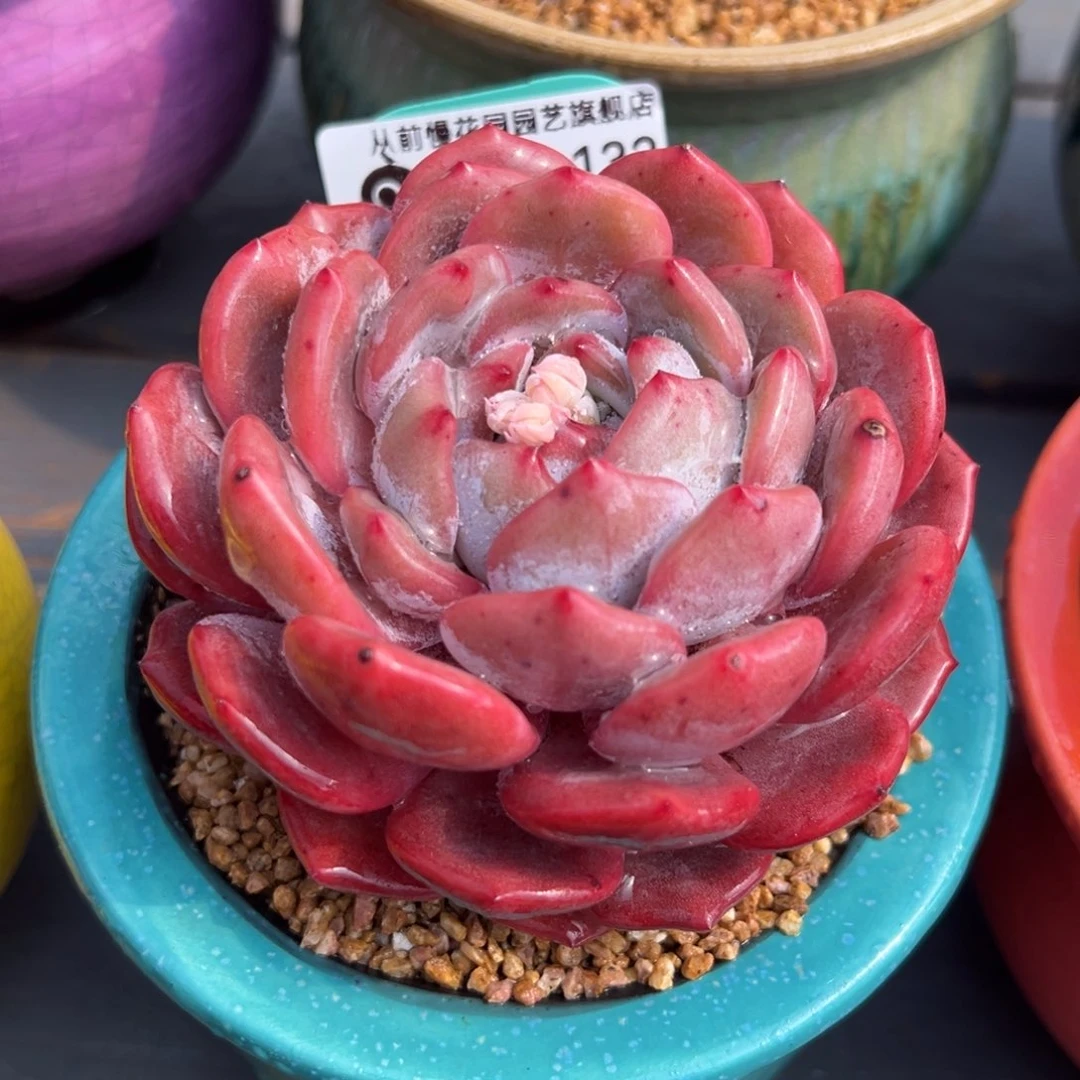 从前慢多肉精选编号0212.132