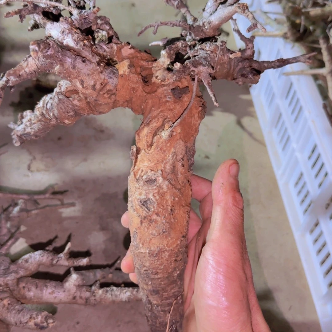 ?*块根植物块根植物