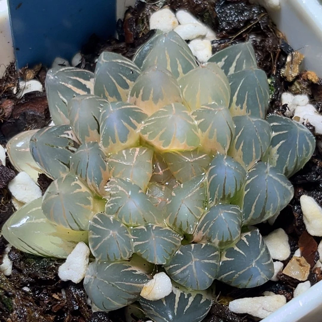 恭喜发财大吉大利969