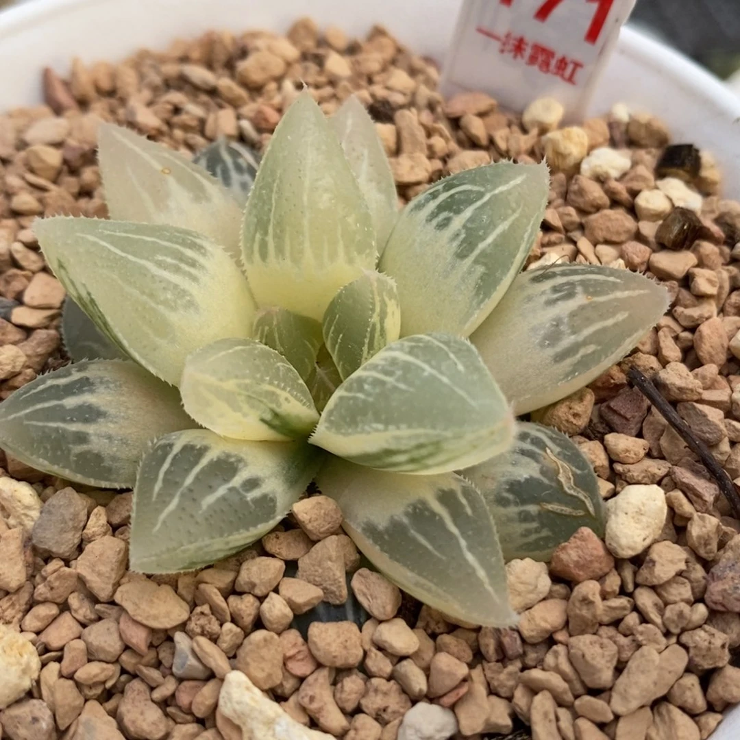 171糊斑白帝城锦一物一拍