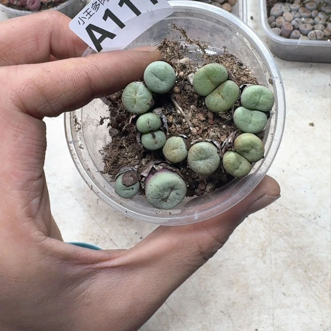 A111。小红嘴一个母本