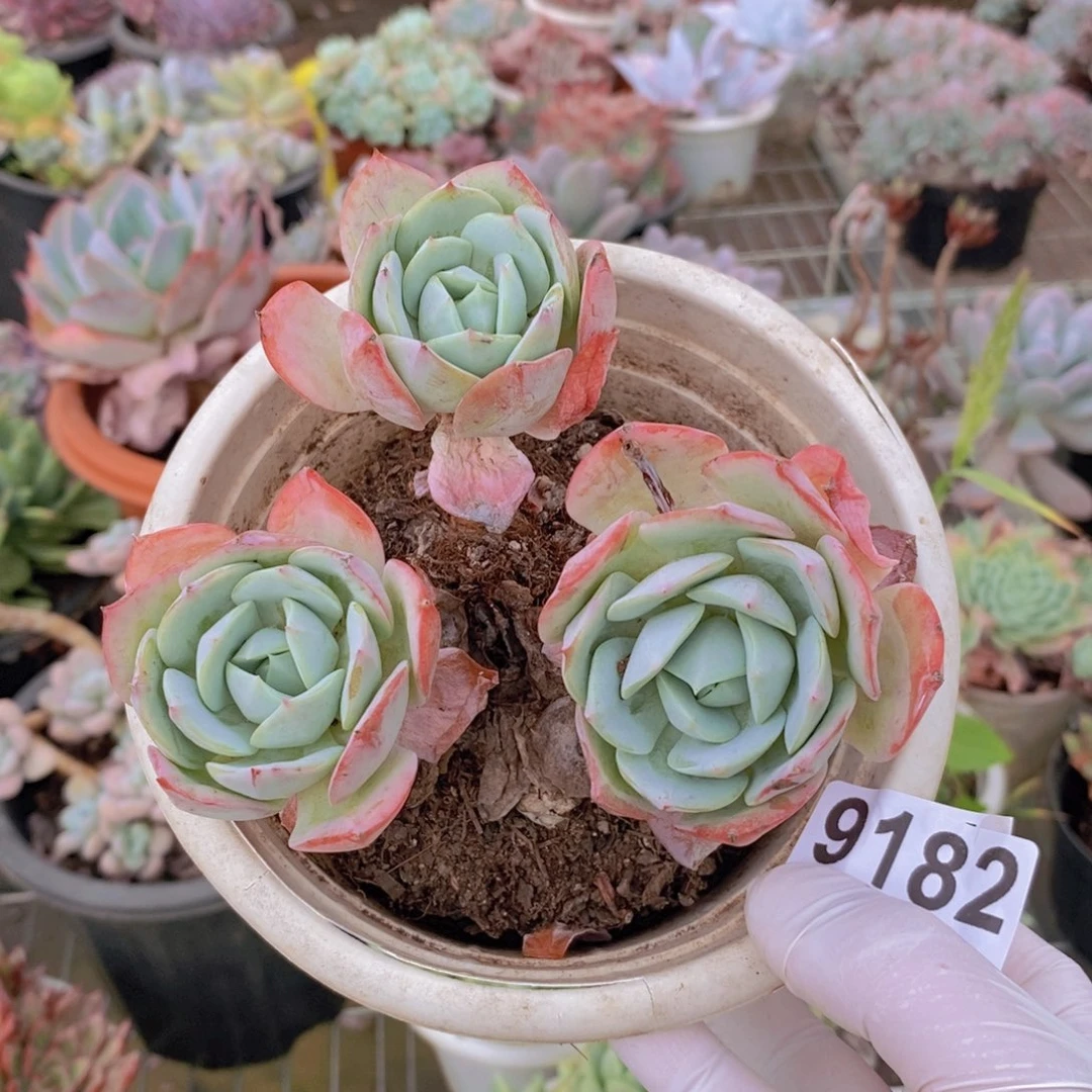 9182果冻恋曲一物一拍