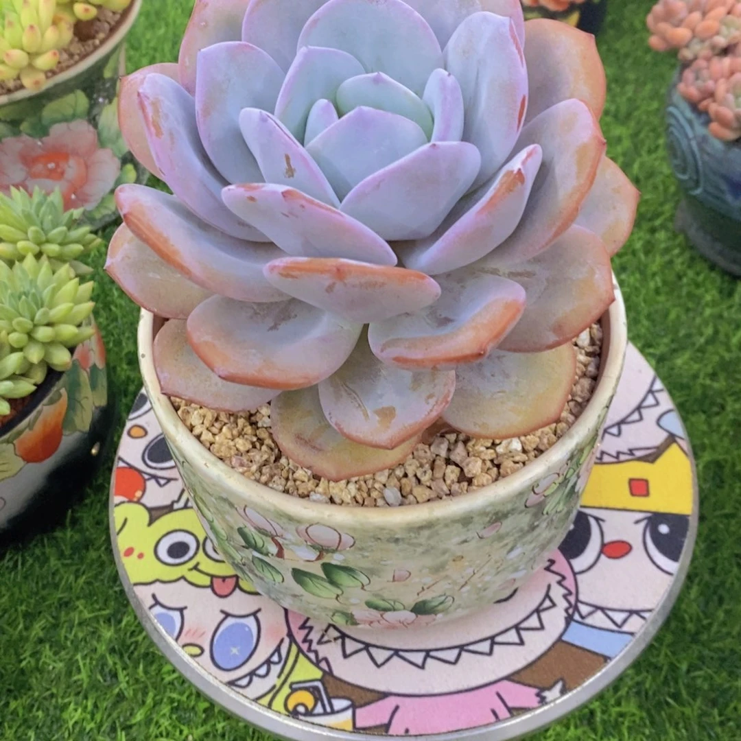 冷***冷奶茶 一物一拍。