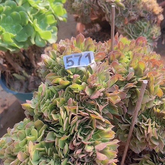 清***晓多肉植物一个玫瑰