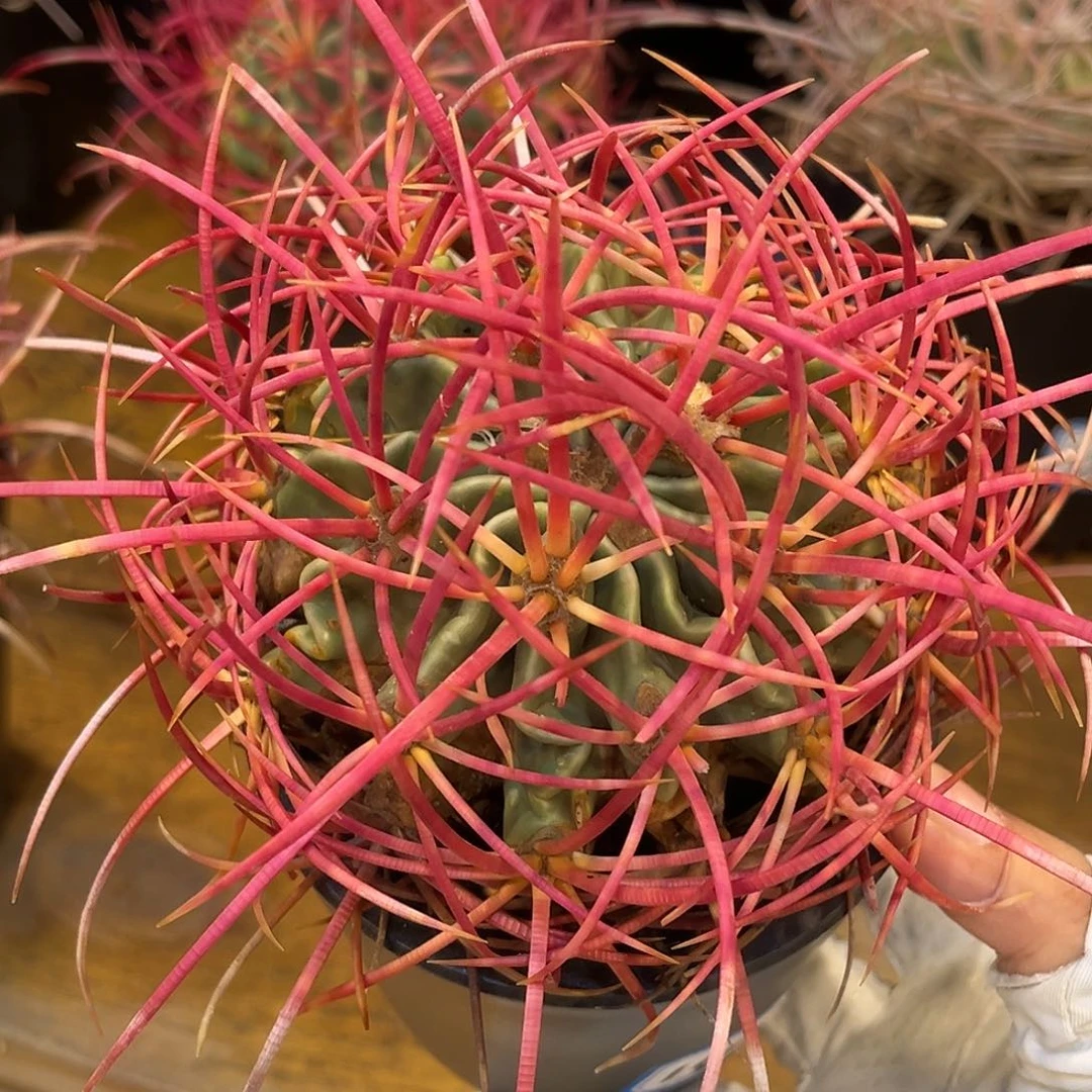 潮流植物 大龙冠 狂刺