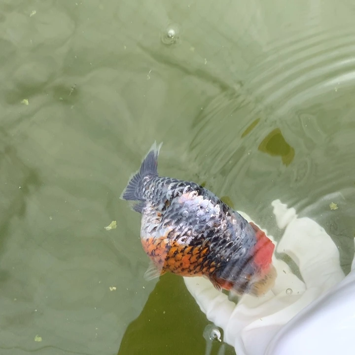 永***@金鱼特色兰寿麒麟