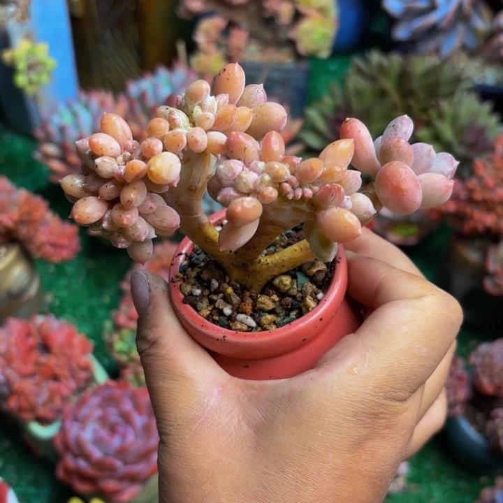 三日月美人缀老桩要颗