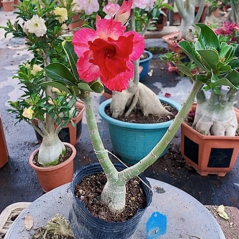 【闪购商品】无花朵浅*绿植