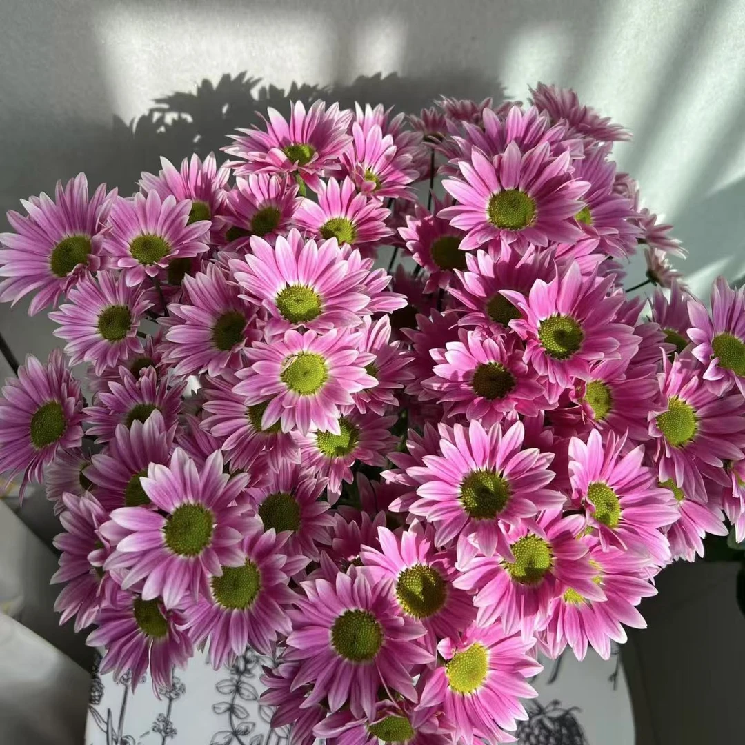 10枝典韵小雏菊 任意两单顺丰或京东快递 云南鲜花基地直发