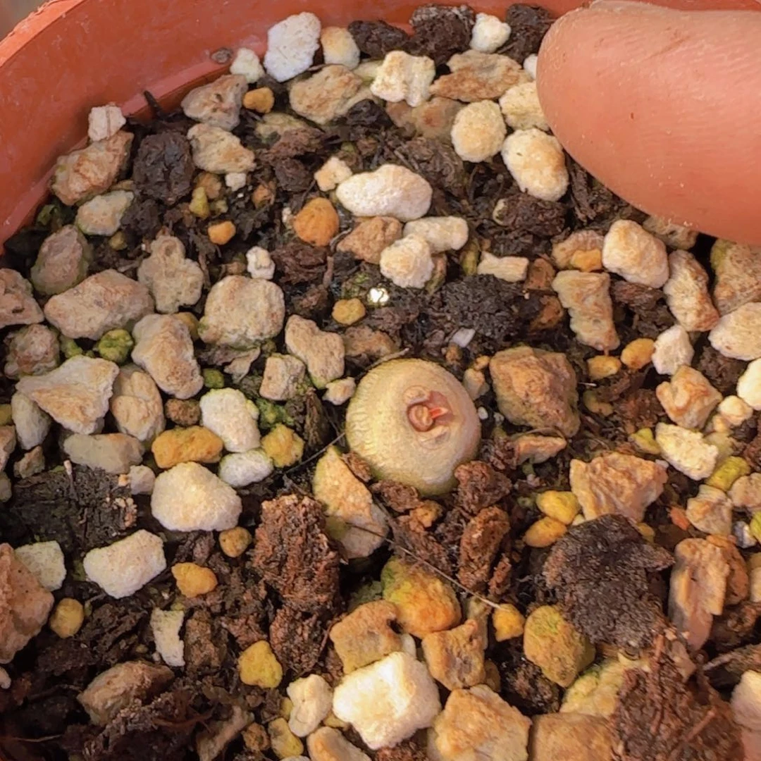 K***n块根植物块根植物