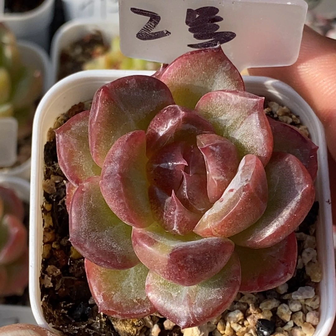 天官赐福百无禁忌