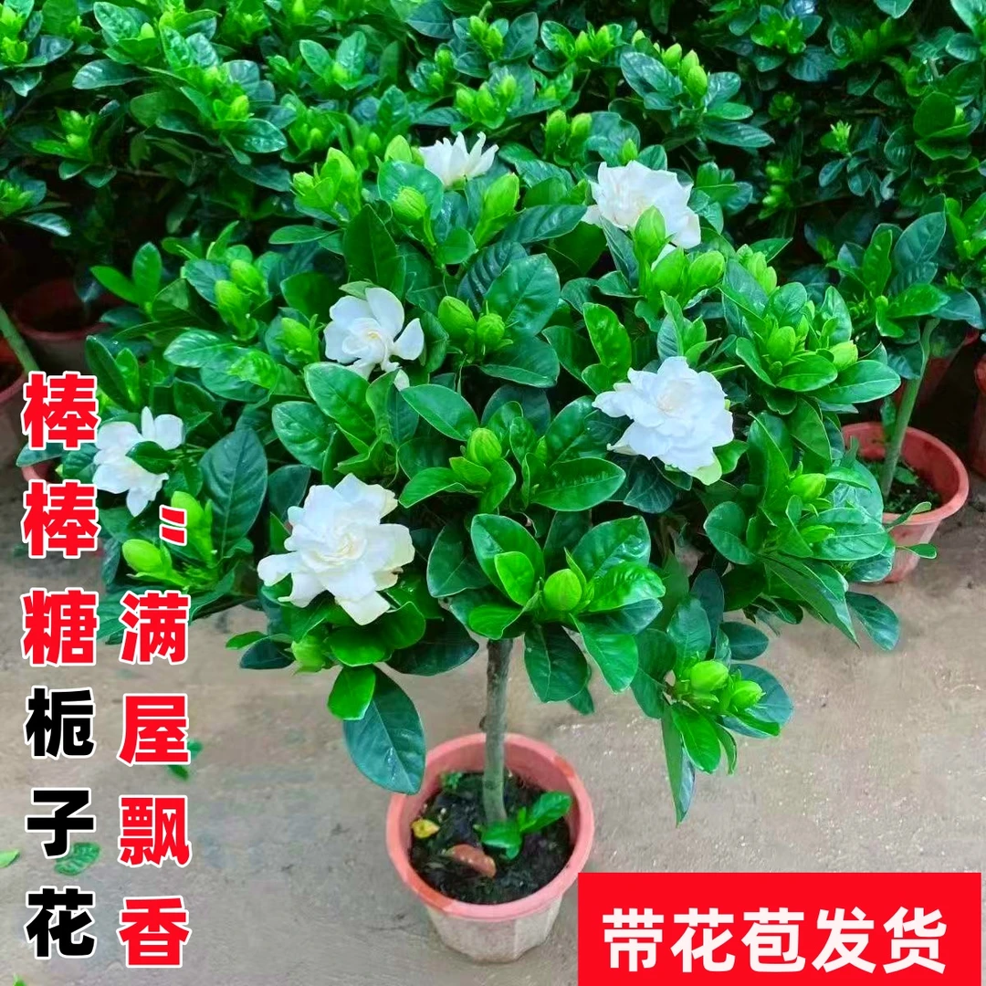 独杆栀子花棒棒糖造型浓香型四季花卉植物带花苞