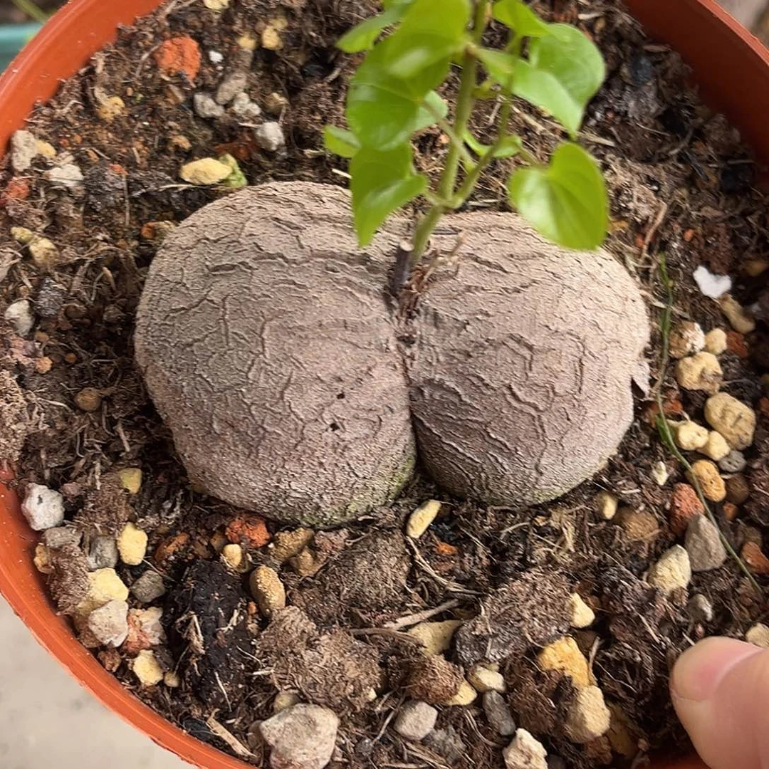 潮流植物优选异型龟，对称