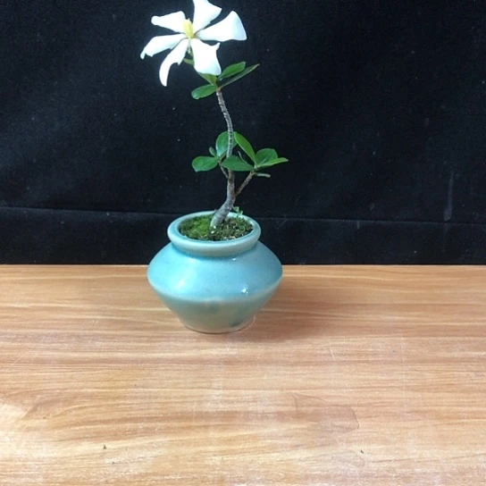 当前无花栽培后可以开花