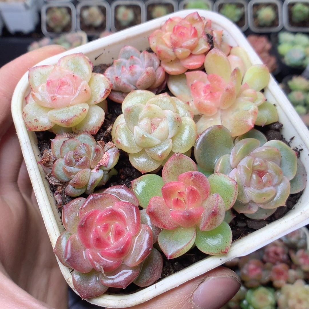 无花朵W39珍妮糖心yyyyy