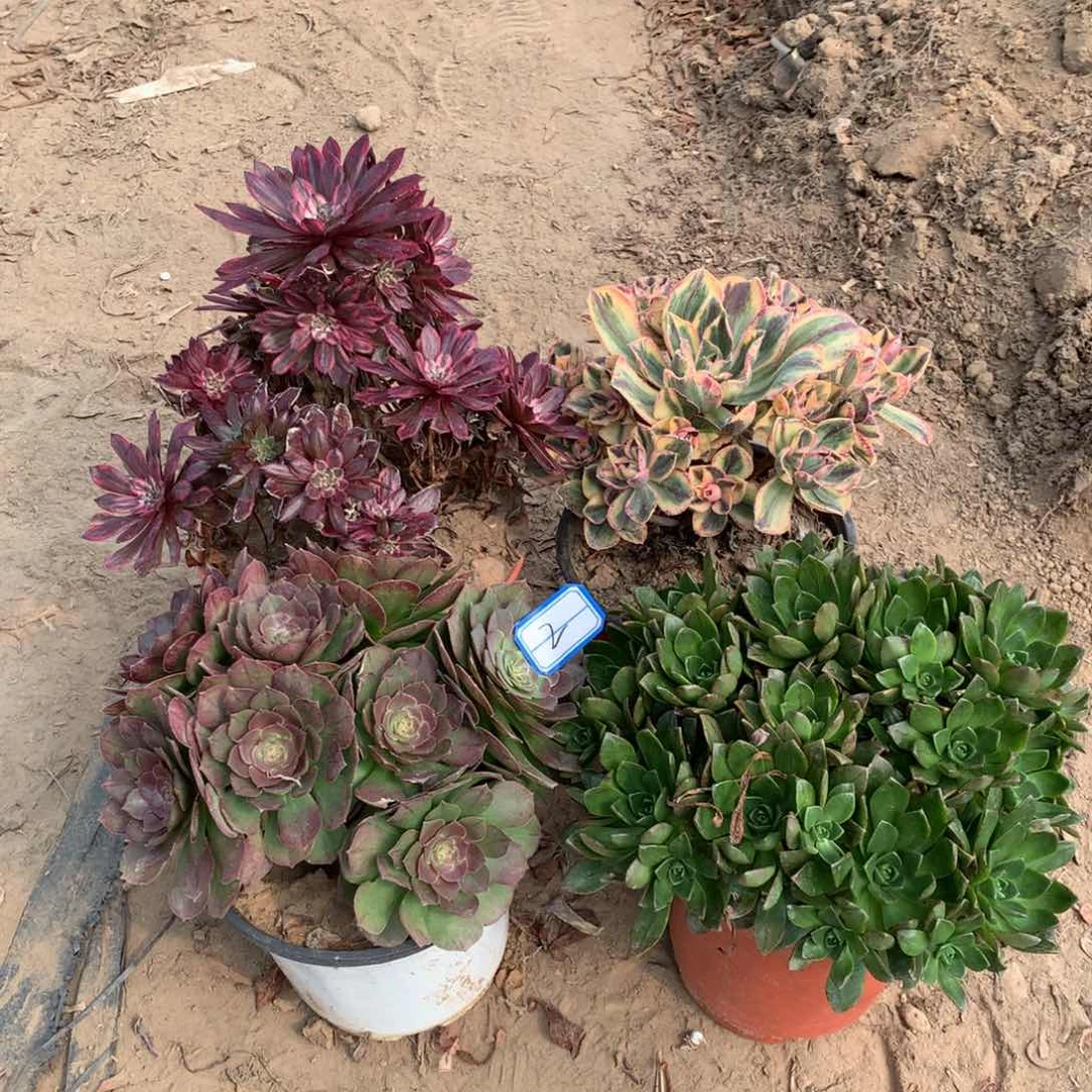 多肉植物盆栽植物