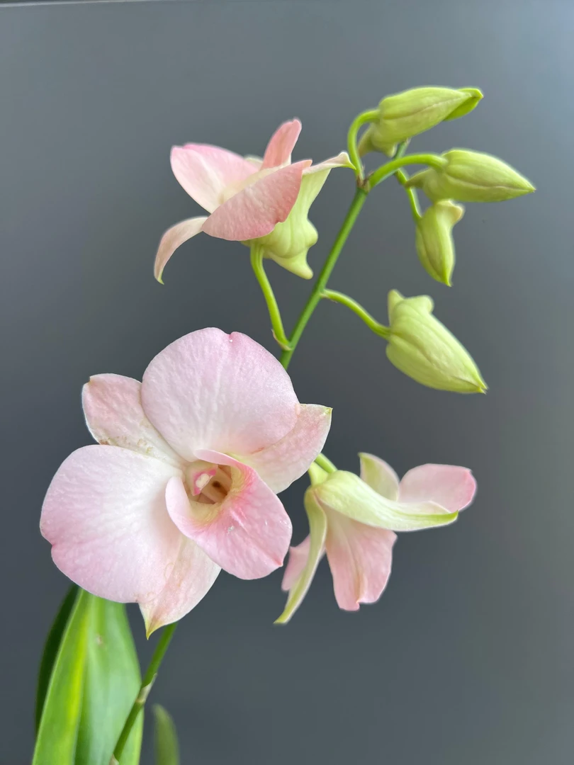 大蜜桃（苗）秋石斛兰盆栽花期长室内外阳台庭院好养多年粉色大花