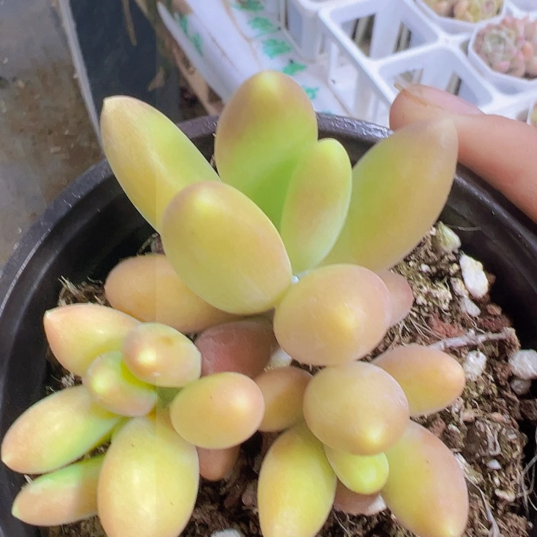 芒果奶19包邮多度肉肉