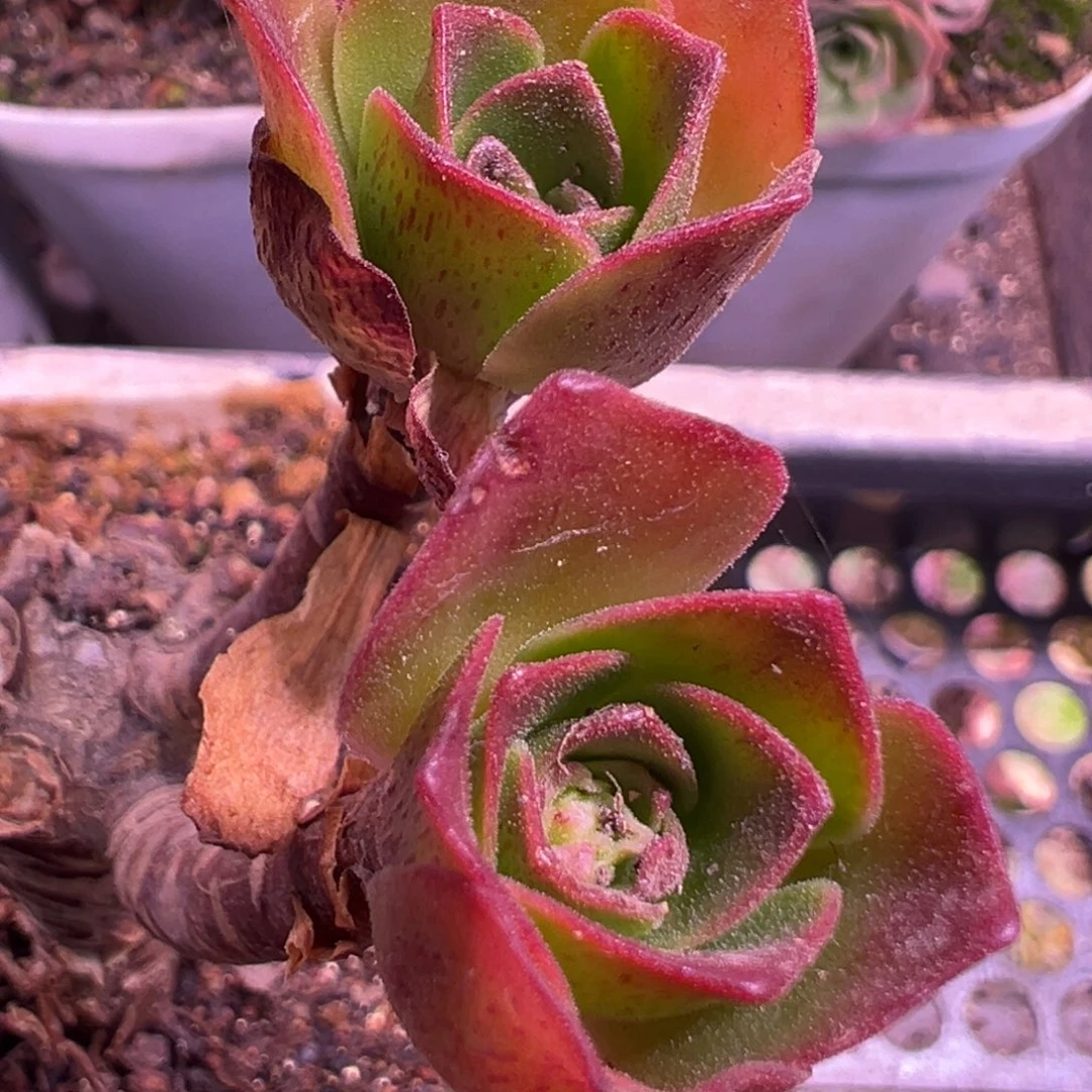 陈陈913莲忆侧芽量拍