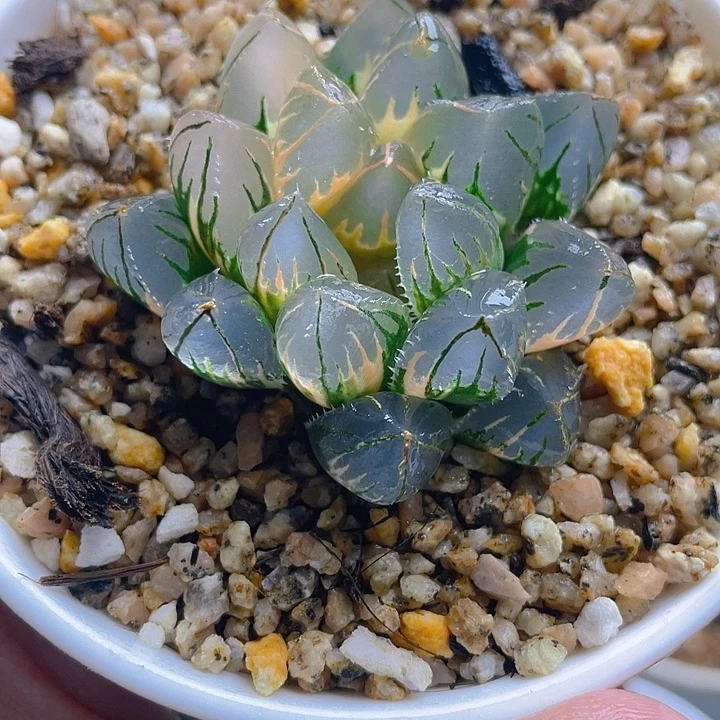 8.十二卷oh玉露锦。