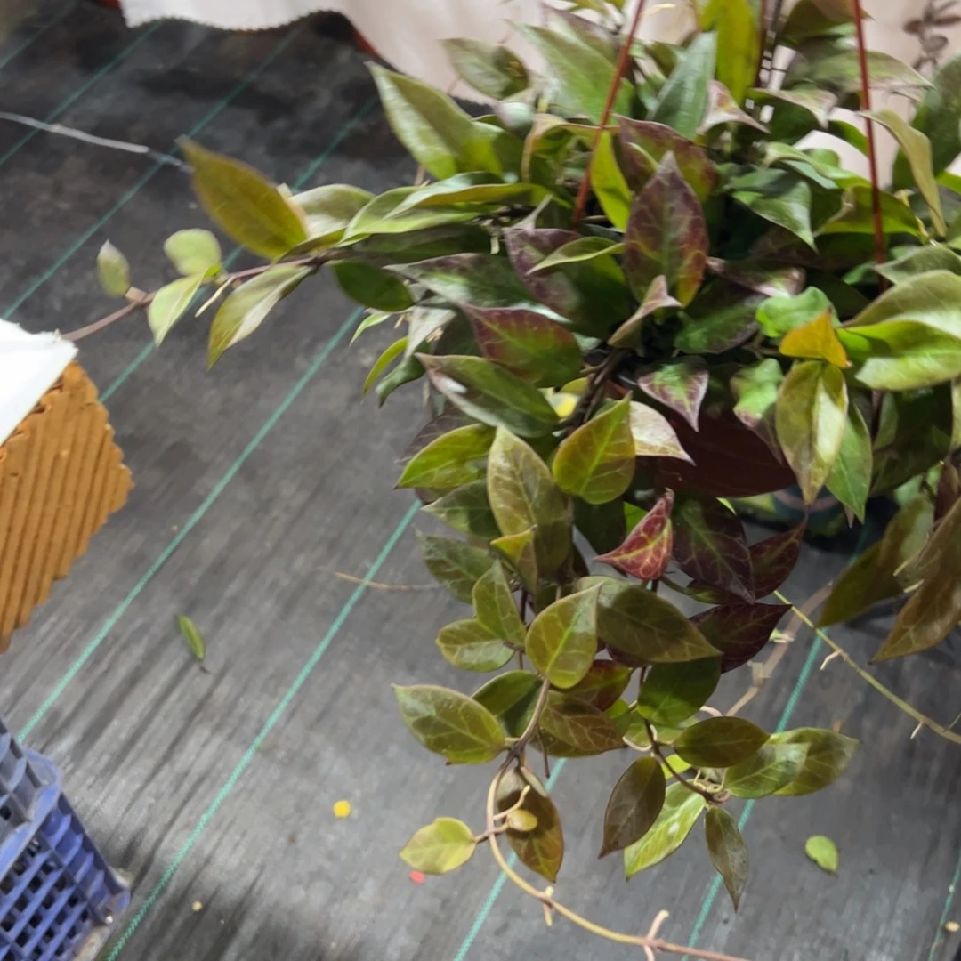 平***燕无花朵苏奈球兰品种